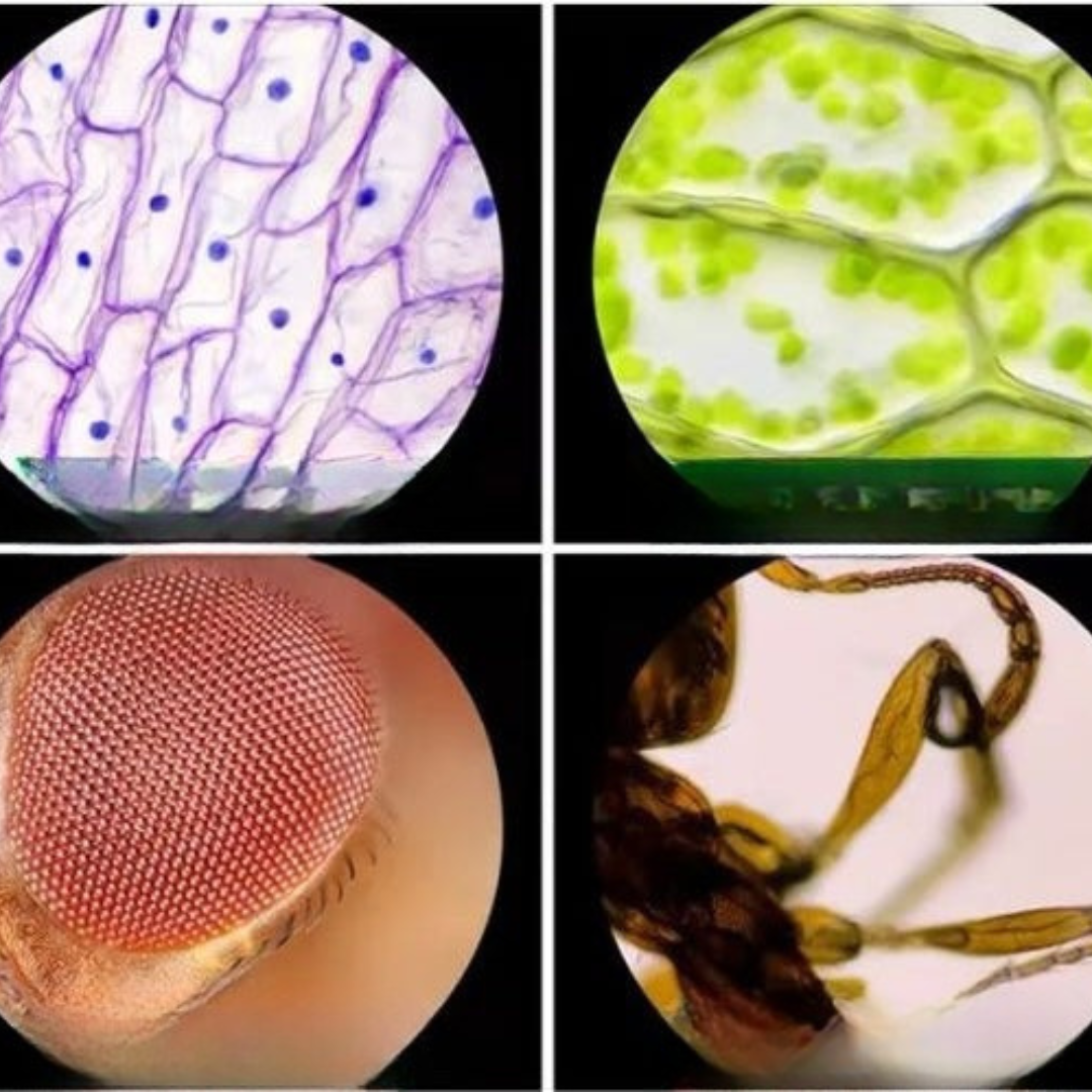 Tragbares LED-Taschenmikroskop-Spielzeug für Kinder