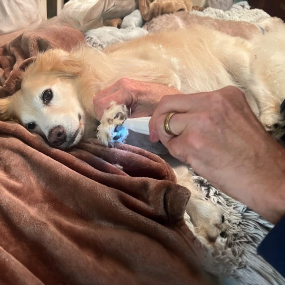 Rechargeable Grooming Clipper Quiet Pet Hair Trimmer